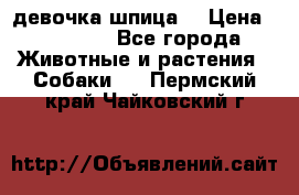 девочка шпица  › Цена ­ 40 000 - Все города Животные и растения » Собаки   . Пермский край,Чайковский г.